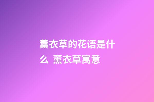 薰衣草的花语是什么  薰衣草寓意